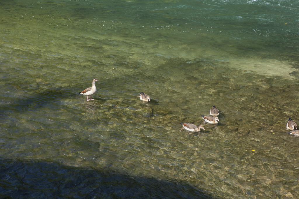 הוילה וליג'יו סול מיניציו Il Cigno מראה חיצוני תמונה